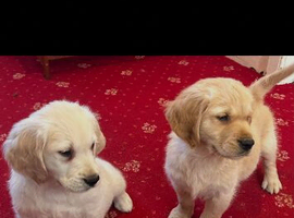 Golden retriever puppies