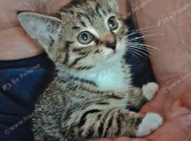 Female Kitten