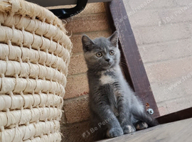 Kittens ready for their new home