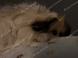 Female guinea pig