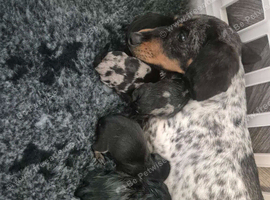 Beautiful litter of minature dachshound puppies