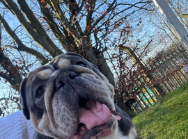 Female British bulldog