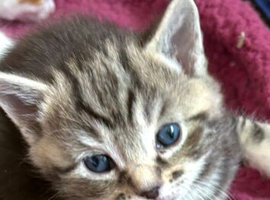 Tabby kitten