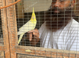 Tamed lutino cockatiel