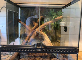 Exo Terra terrarium set up + 4 Mourning Geckos