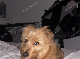 Yorkiepoo x Pomerania