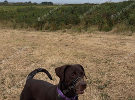 Doberman cross Labrador