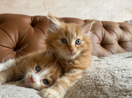 Kittens Norwegian forest X