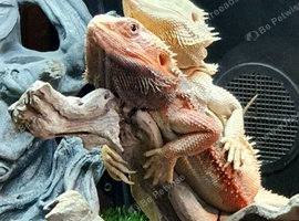 Citrus bearded dragon babies het translucent