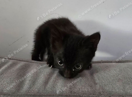 Beautiful kittens looking for forever home