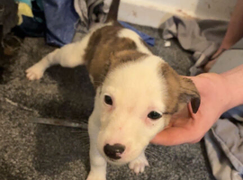 Lurches puppies for sale