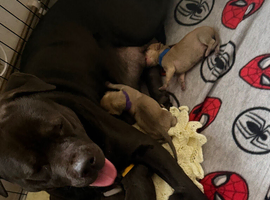 8 beautiful staff/lab cross puppies