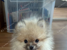 Beautiful Small Pomeranian