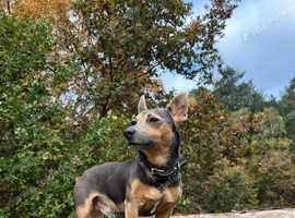 Blue and tan jack Russell Proven stud 8 litters