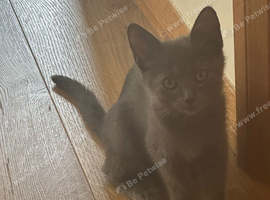 Fully grey kitten girls