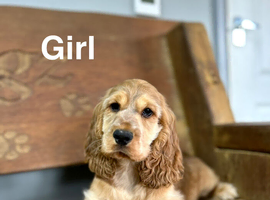Stunning cocker spaniel girls ready now