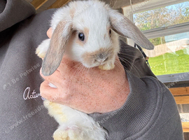 Mini lop/mini lion lop baby rabbits