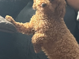 Cavapoochon