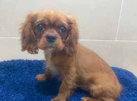 Cavalier King Charles spaniel
