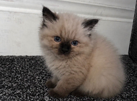 Adorable baby ragdoll kitten