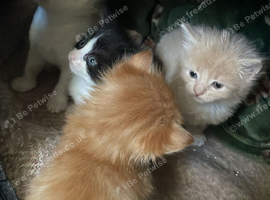 4 gorgeous kittens for sale