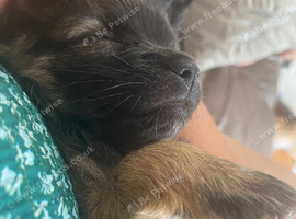 Long haired chihuahua female