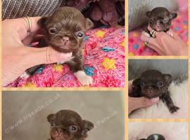 Gorgeous quality chocolate chihuahua longcoats