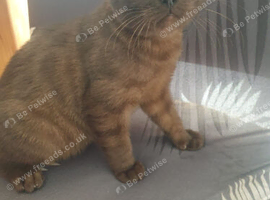 Bengal