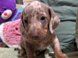 Beautiful Miniature Dachshund Puppies &mdash; 2 Boys, 2 Girls