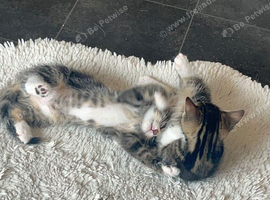 Gorgeous fluffy tabby and black and white kittens