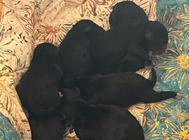 Bedlington Cross Puppies