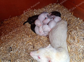 Mixed kits for sale
