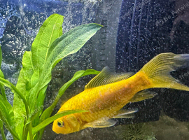 Gold fish