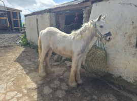 Sale or swap stunning tgca cob filly