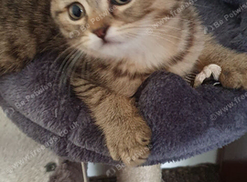 REDUCED PRICE  Pure breed Scottish fold tabby gold  boy