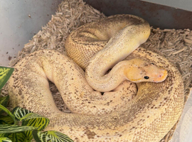 4 Healthy friendly Royal Ball Pythons