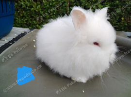 Lion head babies rabbits