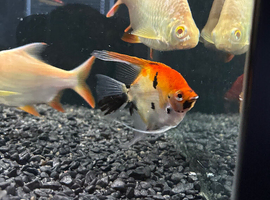 Tropical fish
