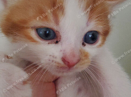 6 kittens for sale