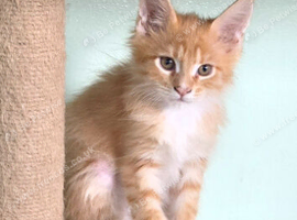 Female 100% maincoon kitten 12 weeks old