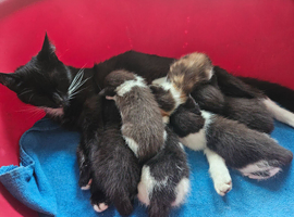 6 Beautiful kittens