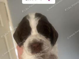 Sprocker puppies
