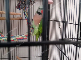 Pickle the the mustache parakeet and his cage