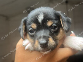 Girl bitch puppy