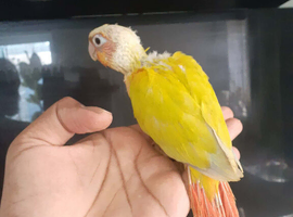 5  reserved * 1 Left *Hand reared baby suncheek conures