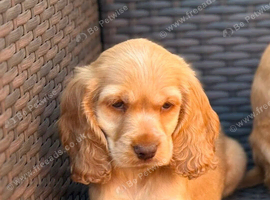 Show type cocker spaniel puppies