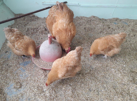 buff orpington hatching eggs very fertile
