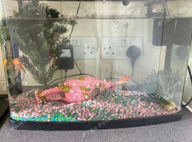 Fish take with blue light
