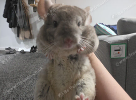 Female chinchilla