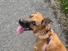Final Belgian Malinois cross pup